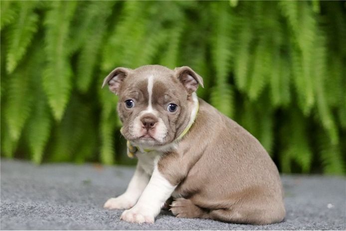 Boston-Terrier-Welpen. WhatsApp: +44 7469 456352