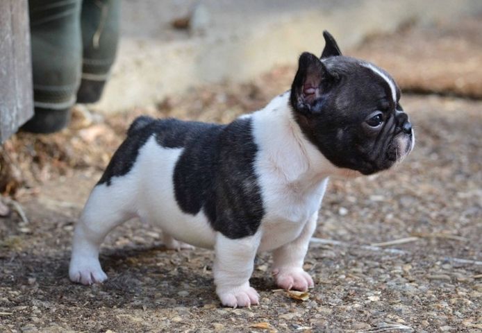 Französische Bulldoggen welpen. WhatsApp: +44 7469 456352