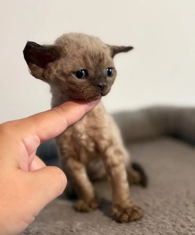 😻 Devon-Rex-Kätzchen abzugeben 😻❤️