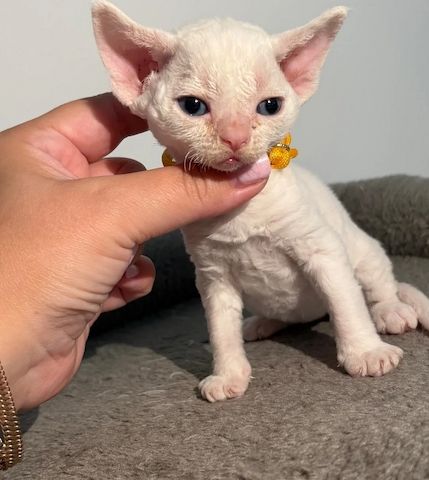 😻 Devon-Rex-Kätzchen abzugeben 😻❤️