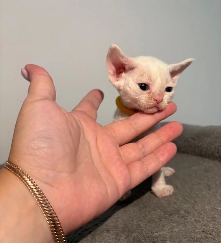 😻 Devon-Rex-Kätzchen abzugeben 😻❤️
