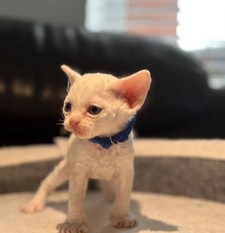 😻 Devon-Rex-Kätzchen abzugeben 😻❤️