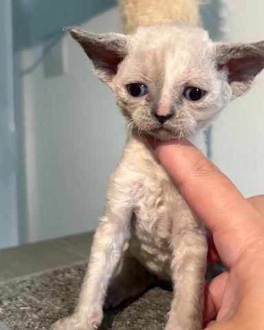 😻 Devon-Rex-Kätzchen abzugeben 😻❤️