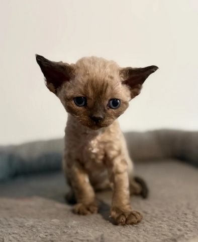 😻 Devon-Rex-Kätzchen abzugeben 😻❤️