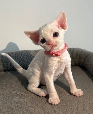 😻 Devon-Rex-Kätzchen abzugeben 😻❤️