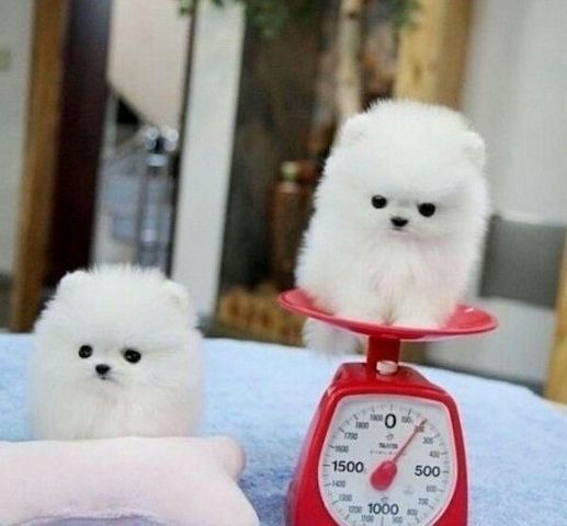 Reinrassige Zwergspitz / Pomeranian welpen mit Papieren