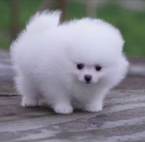 Reinrassige Zwergspitz / Pomeranian welpen mit Papieren