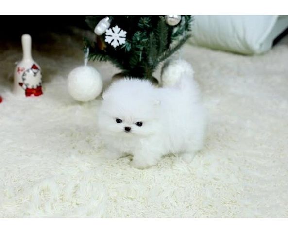 Reinrassige Zwergspitz / Pomeranian welpen mit Papieren