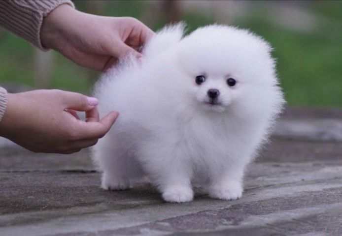 Reinrassige Zwergspitz / Pomeranian welpen mit Papieren