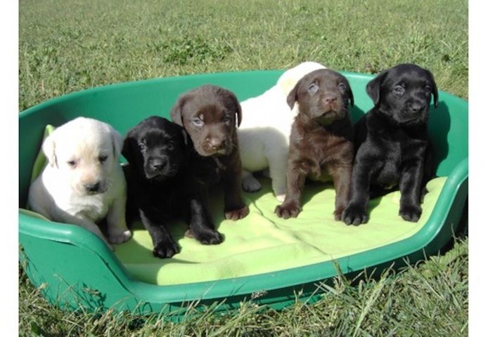 ZuckersьЯe Labradorwelpen