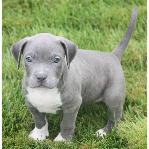 *Super SьЯer Pit bull Welpe mit Papieren*