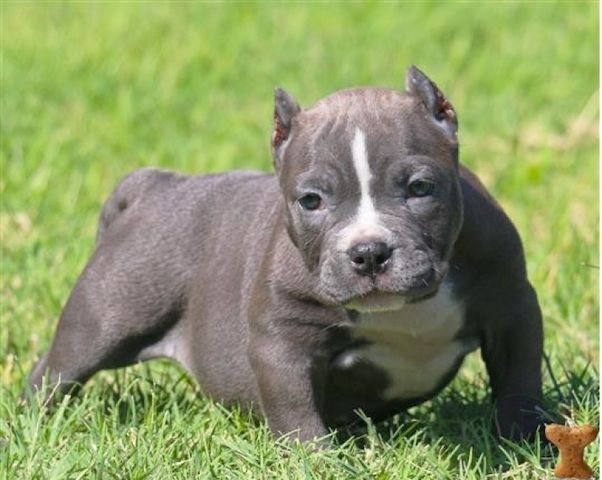 *Super SьЯer Pit bull Welpe mit Papieren*