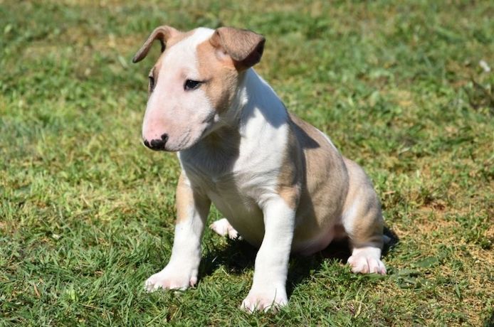 Miniatur Bullterrier Welpe