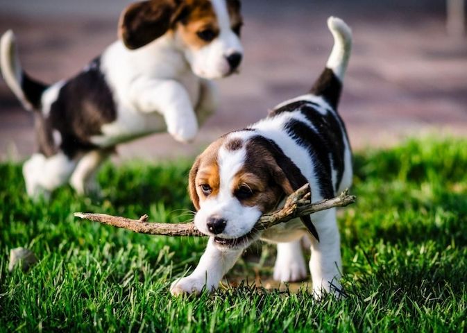 Beagle-Welpen