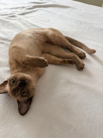 Burma Kitten