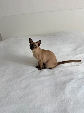Burma Kitten