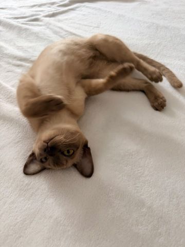 Burma Kitten