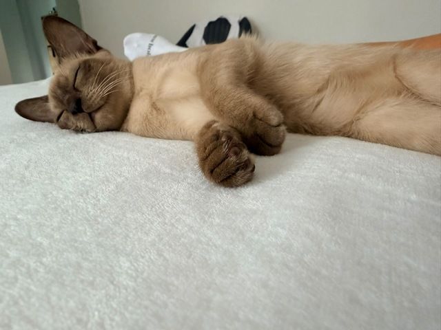 Burma Kitten