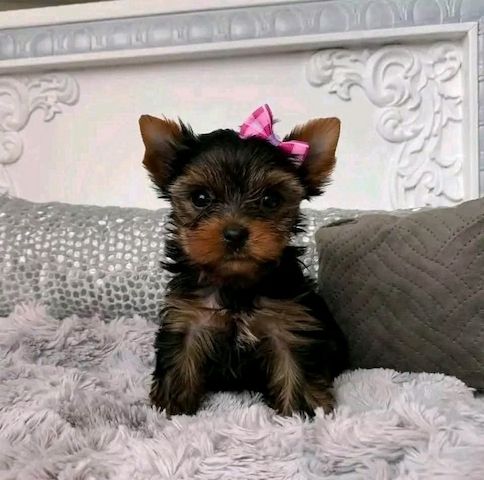 Yorkie-Welpen suchen ein liebevolles Zuhause