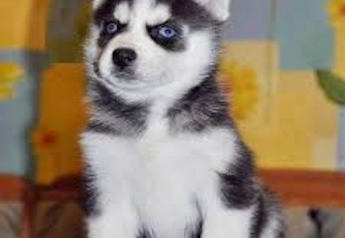 Sibeberian Husky welpen