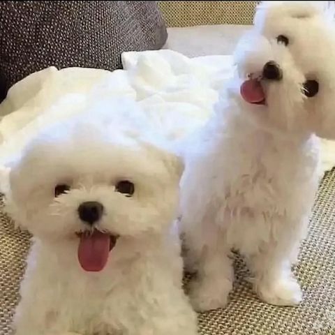 Maltipoo-Welpen suchen ein liebevolles Zuhause.