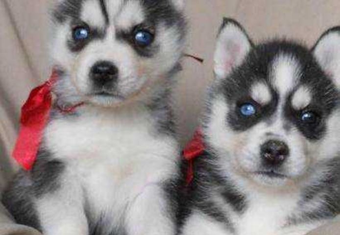 Siberian Husky Welpen für Sie