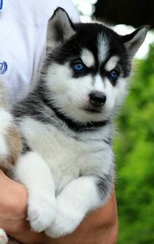 SIBERIAN HUSKY WELPEN
