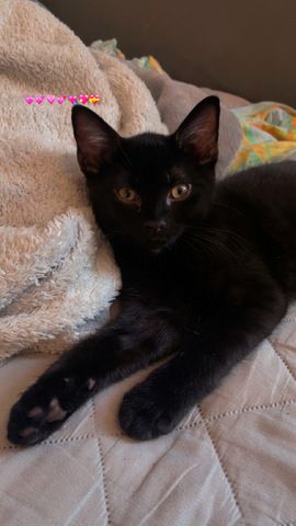 Wunderschöner Bombay Kater abzugeben