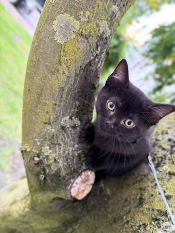 Wunderschöner Bombay Kater abzugeben