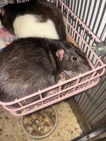 Wundervolle Ratten abzugeben