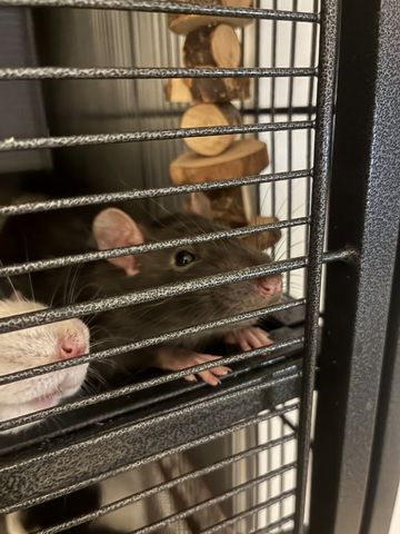 Wundervolle Ratten abzugeben