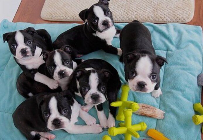 Registrierte Boston Terrier