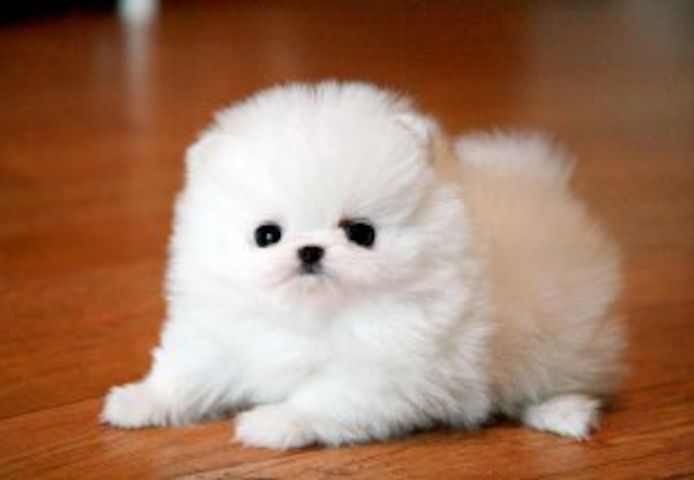 Zwergspitz Pomeranian-Welpen mit Stammbaum bereit