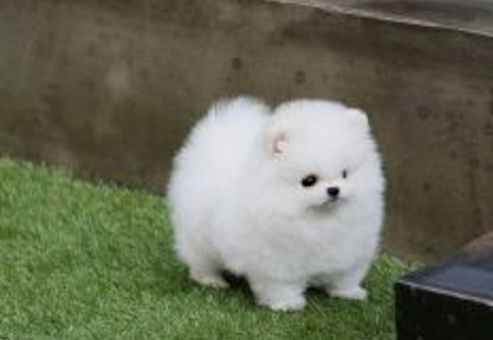 Pomeranian Zwergspitz Welpen