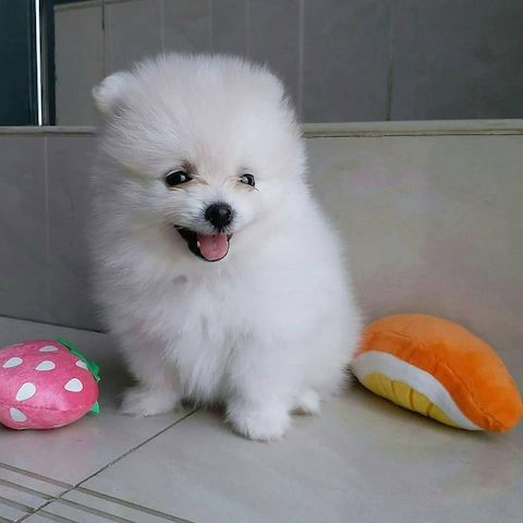 Pomsky Welpen. WhatsApp: +44 7469 456352