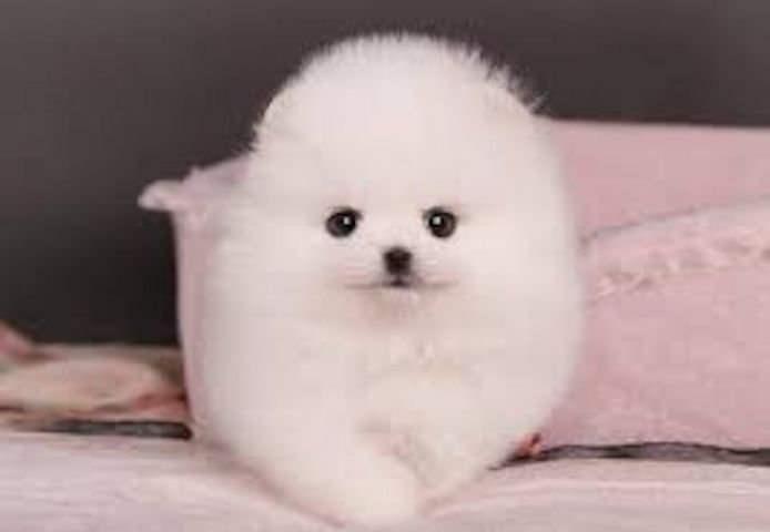 Zwergspitz-Pomeranian Welpen