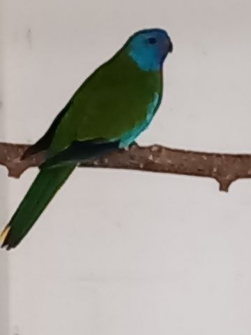 Glanzsittiche