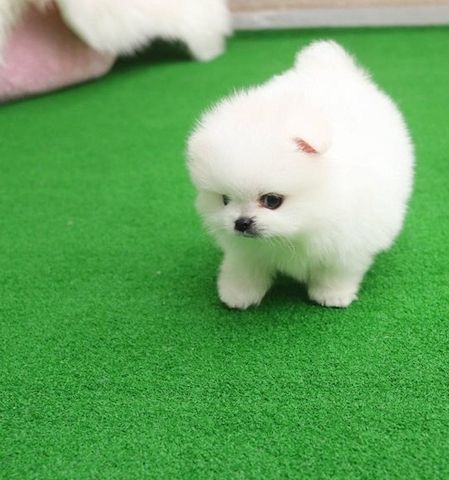 süßer, Zwergspitz-Pomeranian Welpen