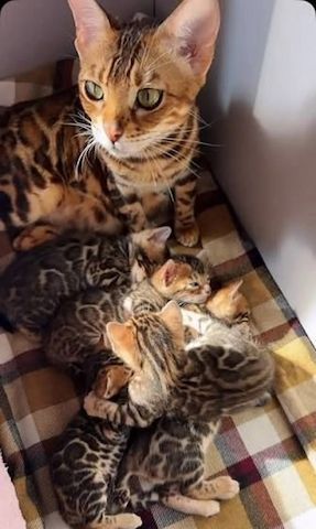 wunderschönen Bengal-Kätzchen vorzustellen