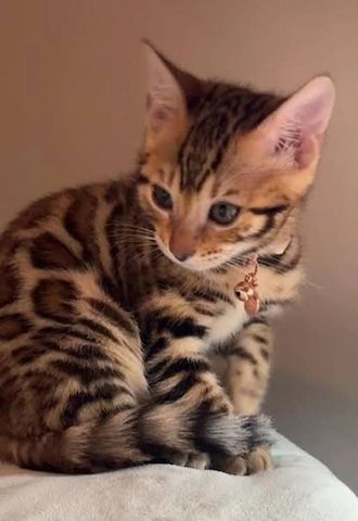 wunderschönen Bengal-Kätzchen
