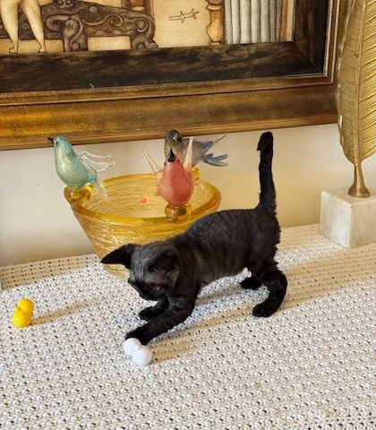 Hervorragende Devon-Rex-Kätzchen zu verkaufen.