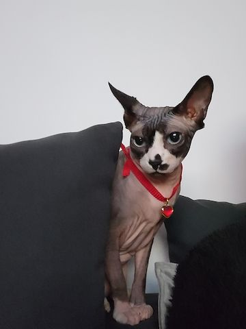 Verschmustes Sphynx Pärchen sucht liebevolles Zuhause auf Lebenszeit