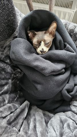 Verschmustes Sphynx Pärchen sucht liebevolles Zuhause auf Lebenszeit
