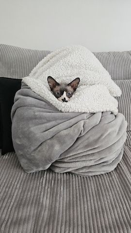 Verschmustes Sphynx Pärchen sucht liebevolles Zuhause auf Lebenszeit