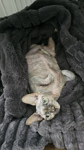Verschmustes Sphynx Pärchen sucht liebevolles Zuhause auf Lebenszeit