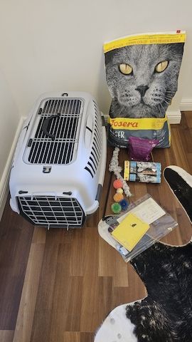 Verschmustes Sphynx Pärchen sucht liebevolles Zuhause auf Lebenszeit