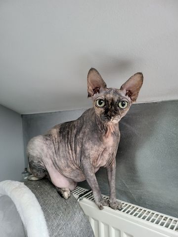 Verschmustes Sphynx Pärchen sucht liebevolles Zuhause auf Lebenszeit