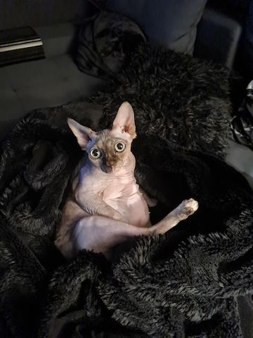 Verschmustes Sphynx Pärchen sucht liebevolles Zuhause auf Lebenszeit