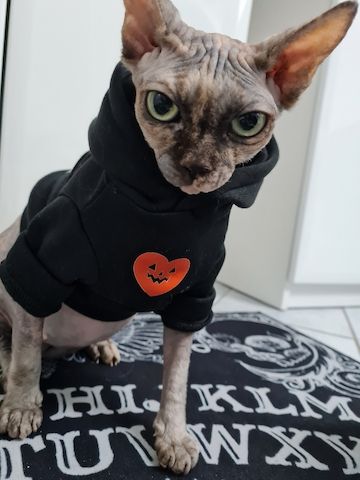Verschmustes Sphynx Pärchen sucht liebevolles Zuhause auf Lebenszeit