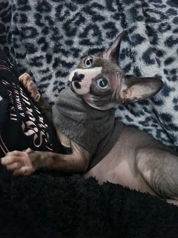 Verschmustes Sphynx Pärchen sucht liebevolles Zuhause auf Lebenszeit